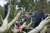 Her har børnebanden invaderet et væltet træ i Forst Botanisk Have.